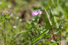 Astragalus sinicus