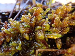 Scorpidium scorpioides