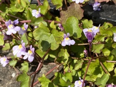 Cymbalaria muralis