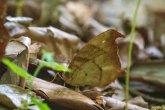 Melanitis phedima oitensis