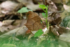 Melanitis phedima oitensis