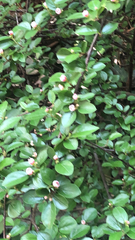 Cotoneaster divaricatus