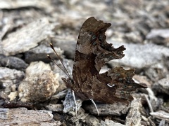 Polygonia c-album