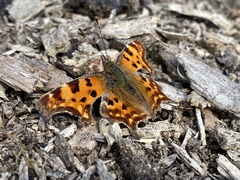 Polygonia c-album