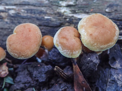 Gymnopilus allantopus
