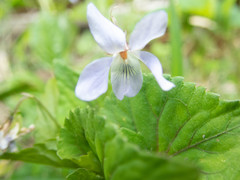 Viola grypoceras