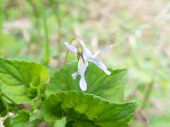 Viola grypoceras