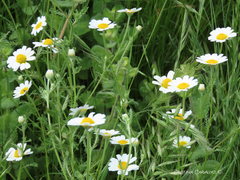 Cladanthus mixtus
