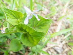 Viola grypoceras