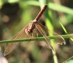 Diplacodes haematodes