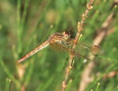 Diplacodes haematodes