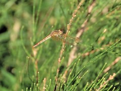 Diplacodes haematodes