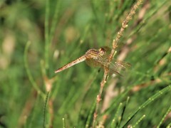 Diplacodes haematodes