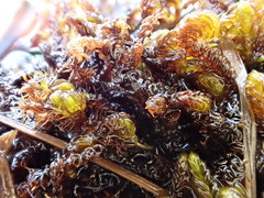 Scorpidium scorpioides