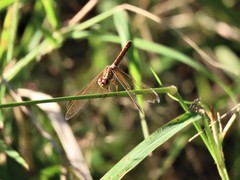 Diplacodes haematodes