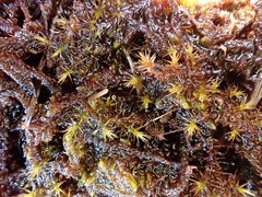 Scorpidium scorpioides