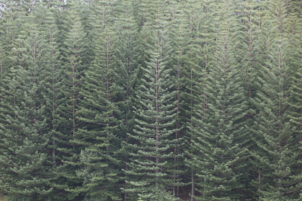 Mature Norfolk Island pine tree