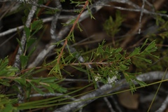 Hakea tuberculata