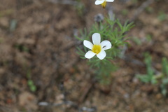 Oxalis capillacea