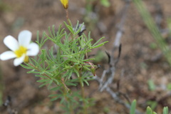 Oxalis capillacea