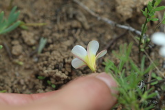 Oxalis capillacea