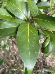 Endiandra discolor
