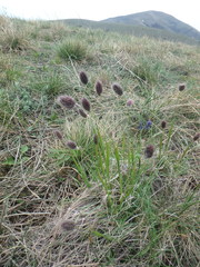 Alopecurus vaginatus