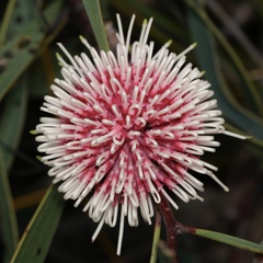 Hakea laurina