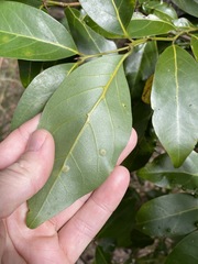 Endiandra discolor
