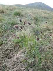 Alopecurus vaginatus