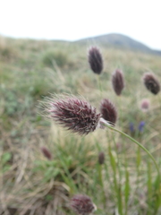 Alopecurus vaginatus