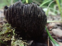 Sarcodon carbonarius