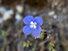 Veronica glauca