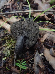 Sarcodon carbonarius