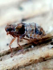 Megamelodes quadrimaculatus