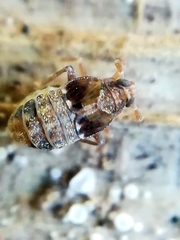 Megamelodes quadrimaculatus