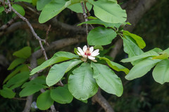 Magnolia obovata