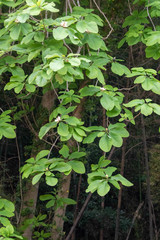 Magnolia obovata