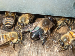 Apis cerana japonica