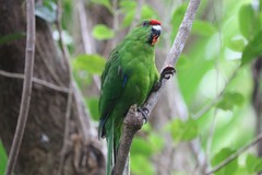 Cyanoramphus cookii