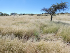 Aristida congesta barbicollis