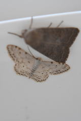 Idaea camparia