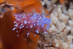 Paraflabellina funeka