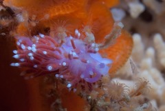 Paraflabellina funeka