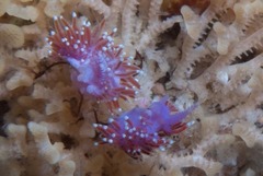 Paraflabellina funeka