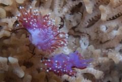 Paraflabellina funeka