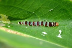 Dichomeris microsphena