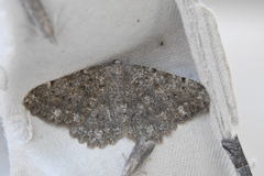 Dicrognophos sartata