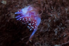 Paraflabellina funeka