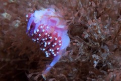 Paraflabellina funeka